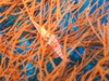 hawkfish.jpg